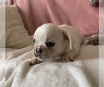 Small #9 French Bulldog