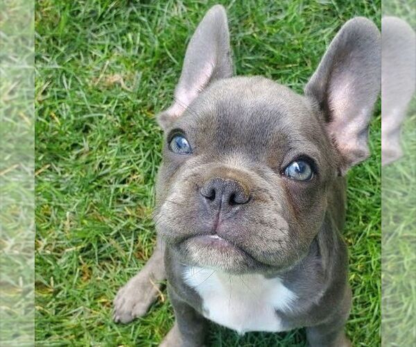 Medium Photo #2 French Bulldog Puppy For Sale in GORDONVILLE, PA, USA