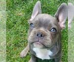 Small #1 French Bulldog