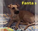 Small Photo #6 Dachshund-Unknown Mix Puppy For Sale in San Antonio, TX, USA