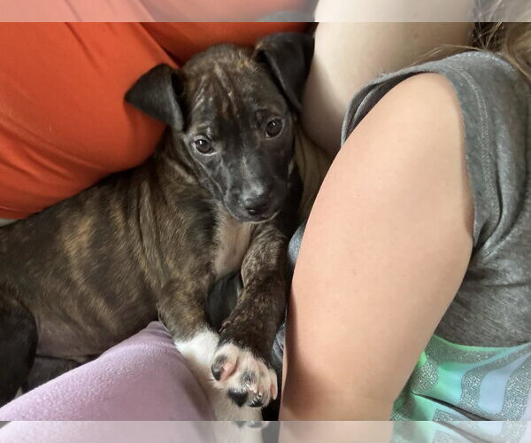 Medium Photo #5 Australian Shepherd-Chihuahua Mix Puppy For Sale in Mechanicsburg, PA, USA