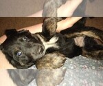 Small Photo #8 Australian Retriever Puppy For Sale in DUNCAN, OK, USA