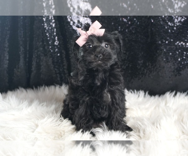 Medium Photo #2 YorkiePoo Puppy For Sale in WARSAW, IN, USA