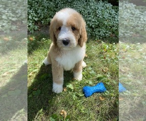 Bernedoodle-Poodle (Standard) Mix Puppy for sale in RICHMOND, IL, USA