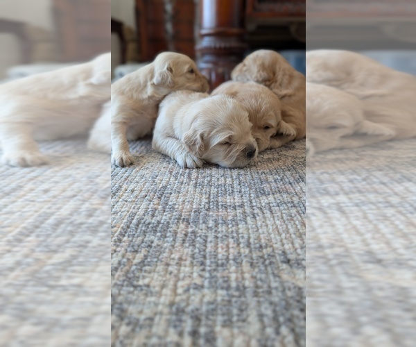 Medium Photo #3 Golden Retriever Puppy For Sale in SACRAMENTO, CA, USA