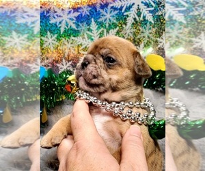 French Bulldog Dog for Adoption in BOSTON, Kentucky USA