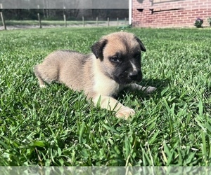 Great Pyredane Puppy for Sale in NEOLA, West Virginia USA