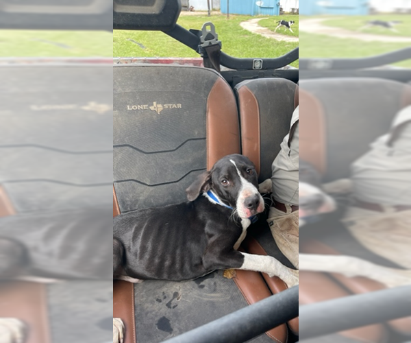 Medium Photo #9 American Staffordshire Terrier-Great Dane Mix Puppy For Sale in Orange Grove, TX, USA