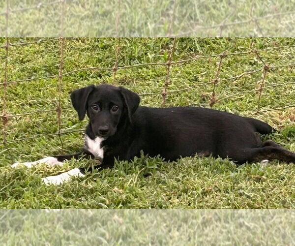 Medium Photo #2 Labrador Retriever-Unknown Mix Puppy For Sale in Chester, VA, USA