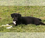 Small #1 Labrador Retriever Mix