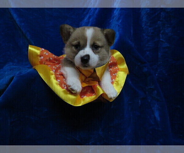Medium Photo #2 Pembroke Welsh Corgi Puppy For Sale in NORWOOD, MO, USA