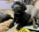 Small Photo #4 Cane Corso Puppy For Sale in LYONS, GA, USA