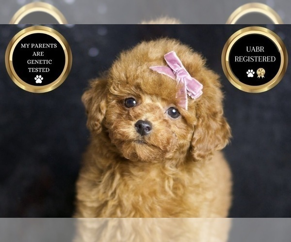 Medium Photo #1 Poodle (Miniature) Puppy For Sale in WARSAW, IN, USA