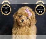 Puppy Teacup Pattie Poodle (Miniature)