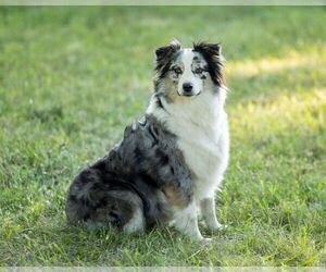 Mother of the Australian Shepherd puppies born on 09/20/2025