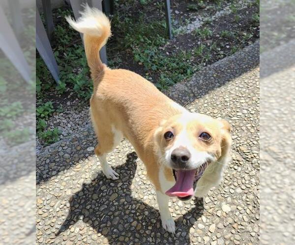 Medium Photo #1 Mutt Puppy For Sale in San Antonio, TX, USA