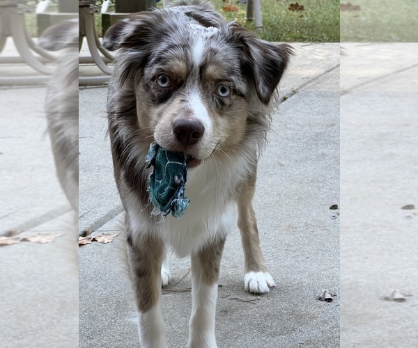 Medium Photo #1 Australian Shepherd Puppy For Sale in CLERMONT, FL, USA
