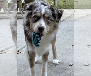Father of the Australian Shepherd puppies born on 11/10/2025