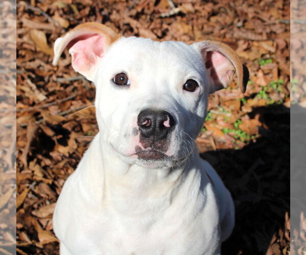 Medium Photo #1 American Pit Bull Terrier-Bulldog Mix Puppy For Sale in Milner, GA, USA