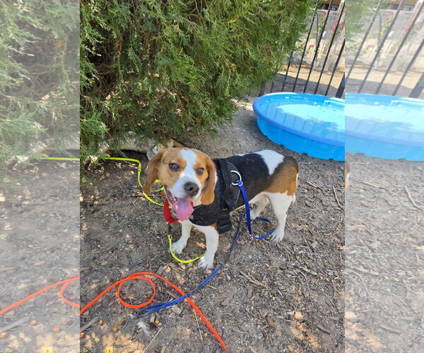 Medium Photo #7 Beagle Puppy For Sale in Las Vegas, NV, USA