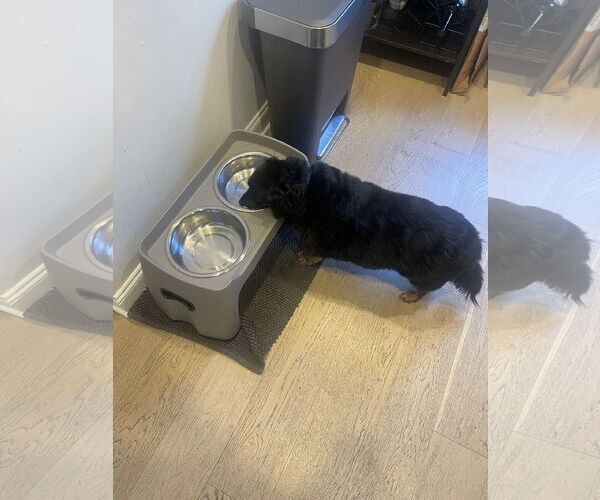 Medium Photo #6 Dachshund Puppy For Sale in Fruitland, SC, USA