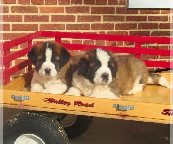 Medium Photo #4 Saint Bernard Puppy For Sale in MARIETTA, PA, USA