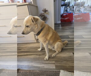 HENRY #6 - Male Labrador Retriever-Unknown Mix Dog for Adoption - Photo #2