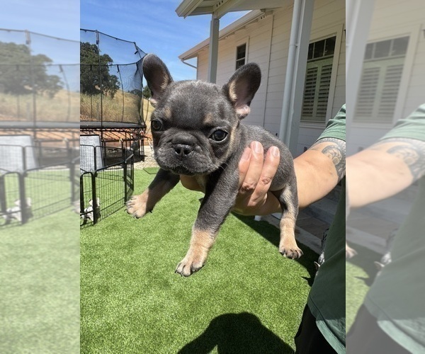 Medium Photo #25 French Bulldog Puppy For Sale in PLEASANTON, CA, USA