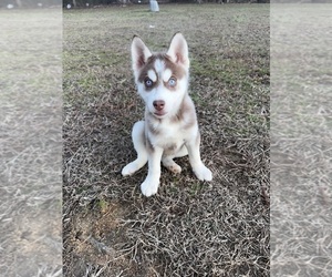 Siberian Husky Puppy for sale in DINWIDDIE, VA, USA