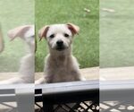 Small #1 pomeranian spitz Mix