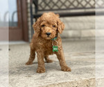 Puppy 4 Poodle (Standard)