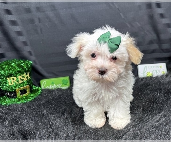 Medium Photo #1 Maltipoo (Miniature) Puppy For Sale in ROANOKE, VA, USA