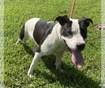 Small #1 Bullboxer Pit