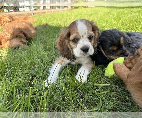 Medium Photo #6 Cocker Spaniel Puppy For Sale in ATHENS, WI, USA