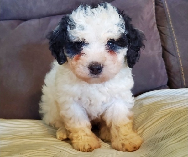 Medium Photo #11 Bernedoodle (Miniature) Puppy For Sale in LEETONIA, OH, USA