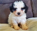 Small #10 Bernedoodle (Miniature)