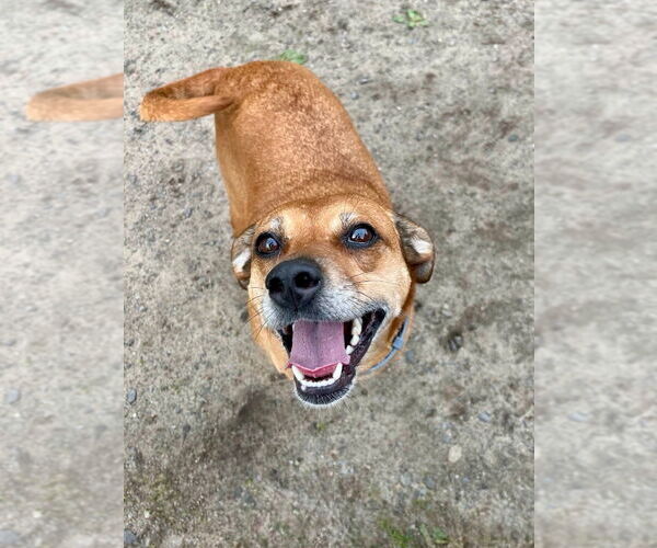 Medium Photo #8 Puggle Puppy For Sale in Gloversville, NY, USA