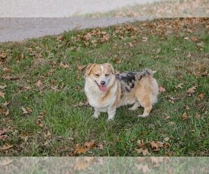 Father of the Pembroke Welsh Corgi puppies born on 10/02/2022