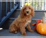 Small #2 Goldendoodle (Miniature)