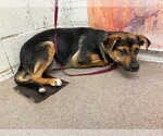 Small German Shepherd Dog Mix