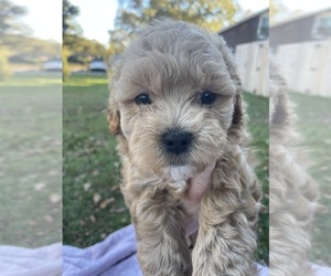 Bichpoo Puppy for sale in GOOSE CREEK, SC, USA