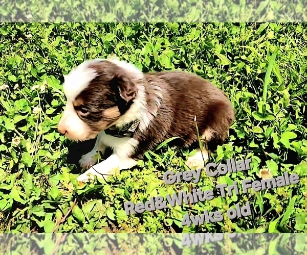 Medium Photo #21 Border Collie Puppy For Sale in BYBEE, TN, USA
