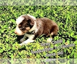 Small #20 Border Collie