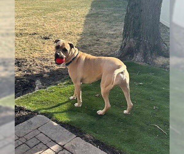 Medium Photo #4 Mastiff-Unknown Mix Puppy For Sale in Crete, IL, USA