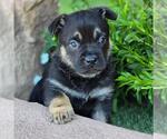 Small #5 French Bulldog Mix