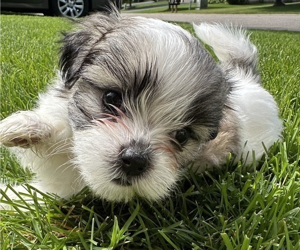 Medium Photo #1 Mal-Shi Puppy For Sale in ROGERS, MN, USA
