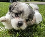 Puppy Roxy Mal-Shi