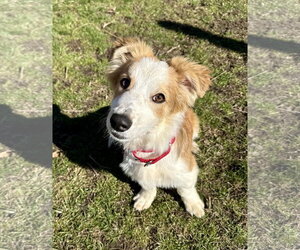 Australian Shepherd-Jack Russell Terrier Mix Dogs for adoption in Wakefield, RI, USA
