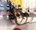 Small #3 Mastiff