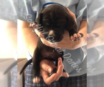 Small Photo #4 Great Dane Puppy For Sale in HOUGHTON LAKE, MI, USA